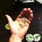 A Millionaire is Made Ten Bucks at a Time